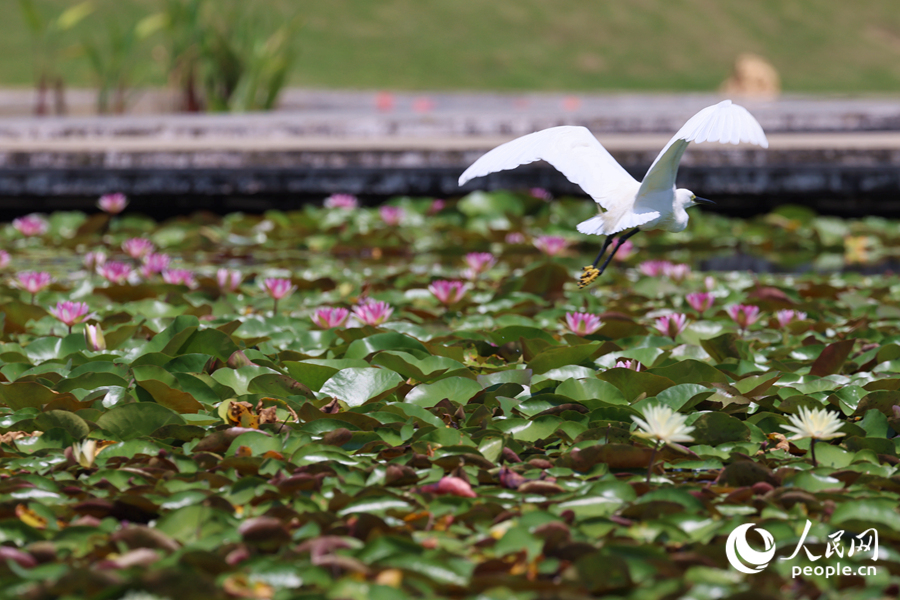 彩蓮滿塘鷺鳥飛。人民網(wǎng)記者 陳博攝