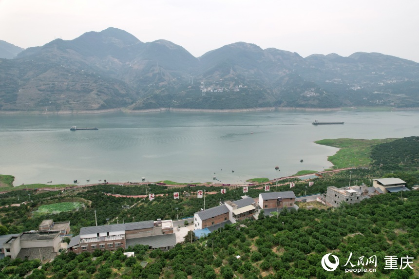 三沱村正以“三峽橙莊”建設(shè)為契機(jī)，描繪鄉(xiāng)村振興新圖景。人民網(wǎng)記者 劉政寧攝