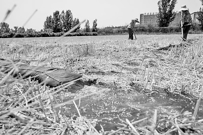 連日來(lái)，黃淮海持續(xù)高溫少雨，部分地區(qū)旱情仍在發(fā)展。圖為山東省肥城市通過(guò)蓄引提調(diào)相結(jié)合的辦法，多措并舉搶灌溉、保苗情。 新華社發(fā)