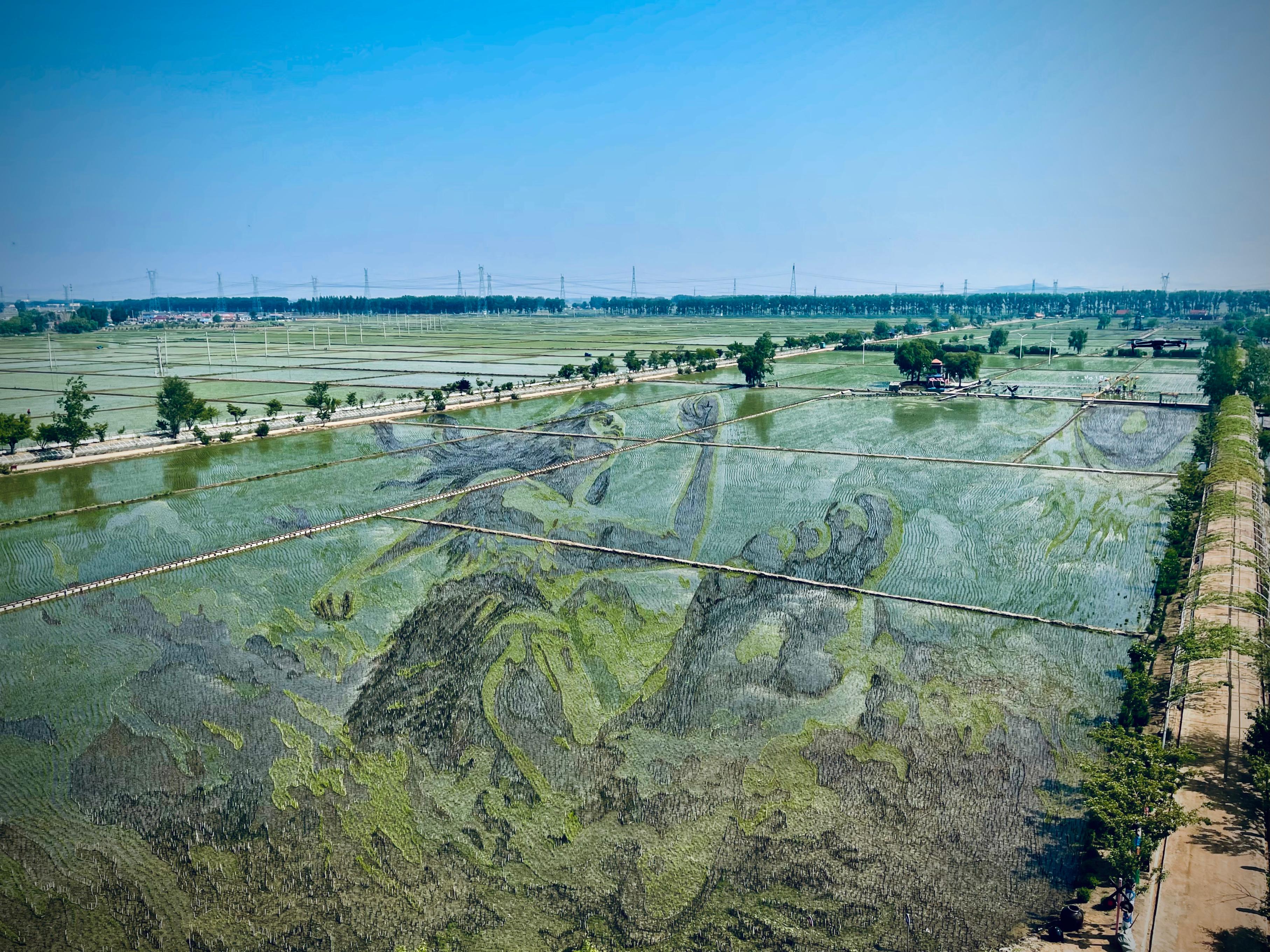 “歷史典故-夸父逐日”稻田畫。人民網(wǎng)記者 任妍攝