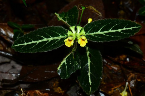 圖為美脈假糙蘇。（廣西壯族自治區(qū)中醫(yī)藥研究院供圖）