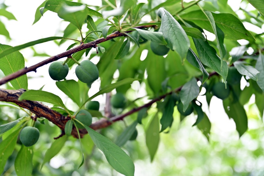 巫山縣曲尺鄉(xiāng)柑園村的脆李樹掛滿青果。鄒樂攝