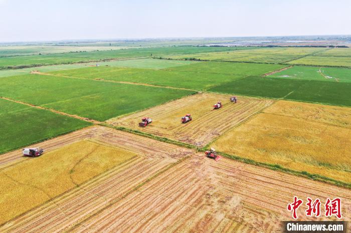 圖為在南昌縣大田農(nóng)社，收割機正在收割早稻?！⒘?攝