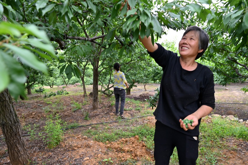 村民們搶抓農(nóng)時(shí)，忙著為脆李樹疏果。鄒樂攝