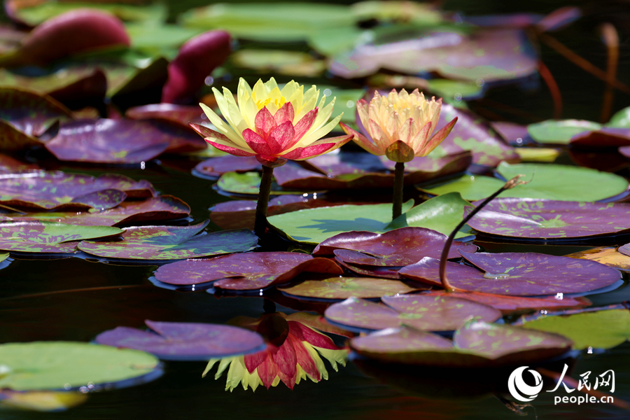 雙色睡蓮與翠綠的蓮葉、清澈的池水相映成畫。人民網(wǎng)記者 陳博攝
