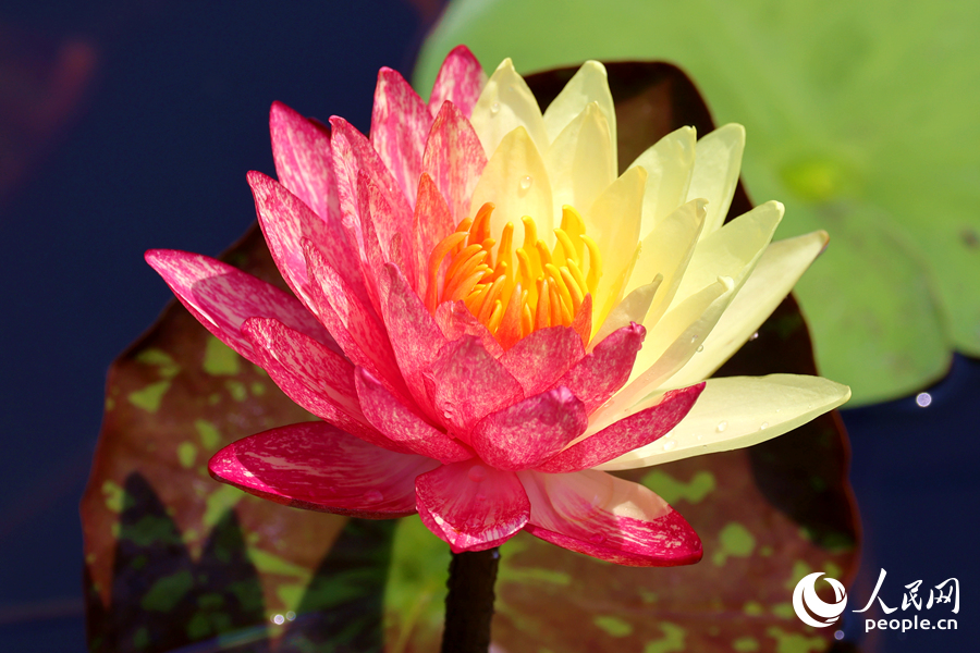 廈門海灣公園中，雙色睡蓮嬌艷欲滴。人民網(wǎng)記者 陳博攝
