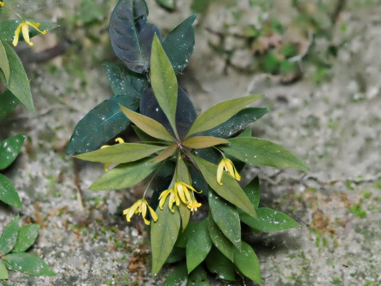 圖為洞生香草。（廣西壯族自治區(qū)中醫(yī)藥研究院供圖）