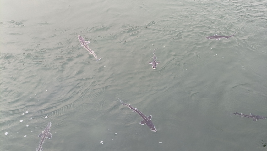 珍稀魚種——長江鱘。宜賓市廣播電視臺供圖