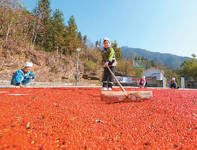 貴州省黔東南苗族侗族自治州榕江縣依托豐富的森林資源，大力發(fā)展林下草珊瑚中藥材種植等林下經(jīng)濟，實現(xiàn)農(nóng)民增收、林業(yè)增效。圖為榕江縣興華水族鄉(xiāng)星月村草珊瑚種植基地內(nèi)，村民在采收、晾曬草珊瑚果。 周光勝攝（人民視覺）